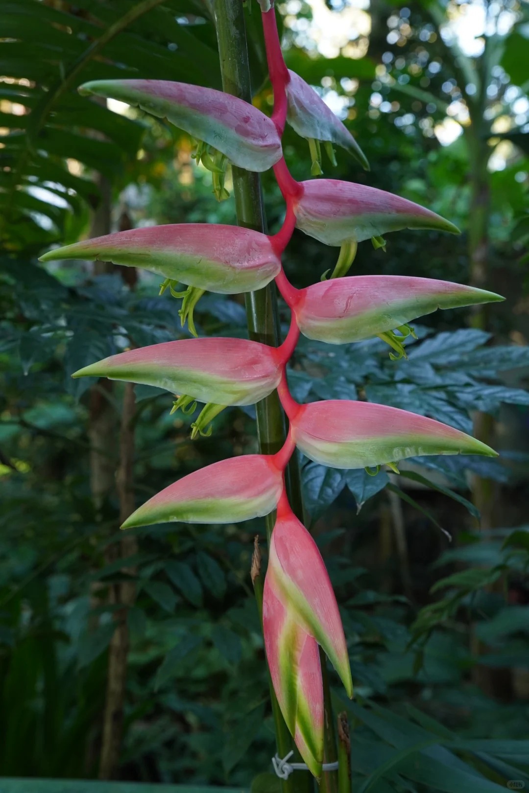 B&oacute;c trần sự thật về lo&agrave;i hoa "Hồng Hạc" đang rần rần c&otilde;i mạng: Đẹp mộng mị nhưng đỏng đảnh kh&oacute; chiều, lỡ mua rồi th&igrave; cắm sao cho sang?- Ảnh 8.