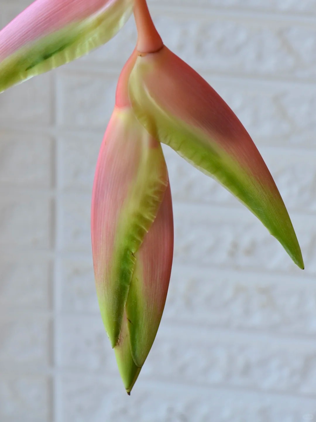 B&oacute;c trần sự thật về lo&agrave;i hoa "Hồng Hạc" đang rần rần c&otilde;i mạng: Đẹp mộng mị nhưng đỏng đảnh kh&oacute; chiều, lỡ mua rồi th&igrave; cắm sao cho sang?- Ảnh 10.