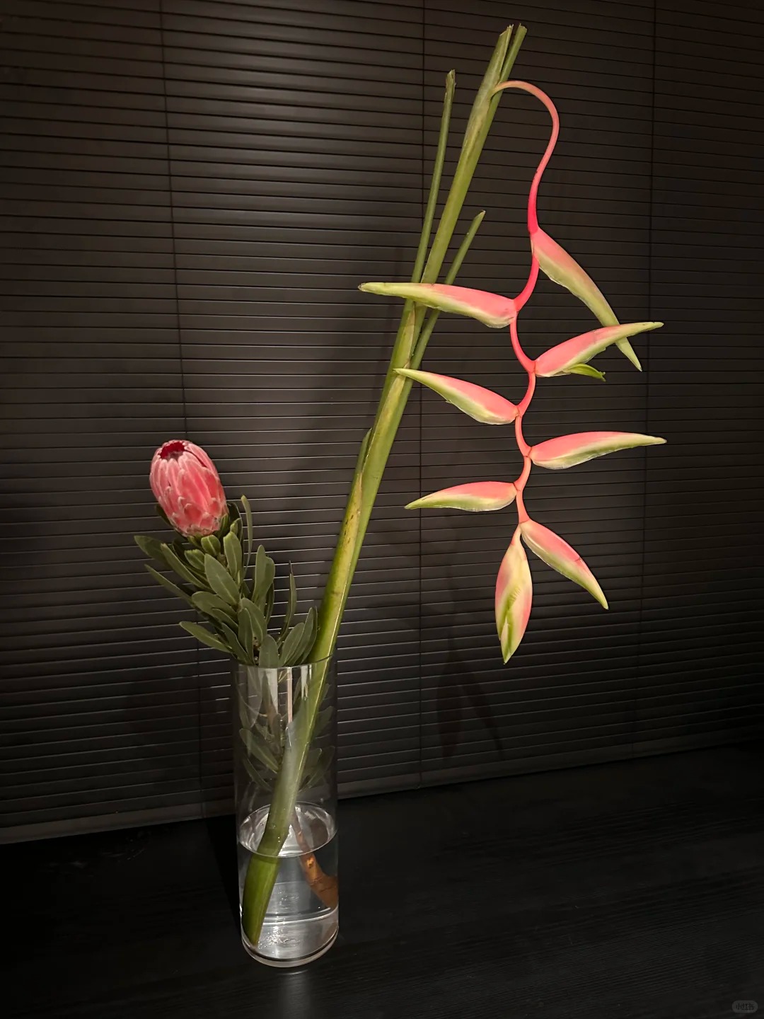 B&oacute;c trần sự thật về lo&agrave;i hoa "Hồng Hạc" đang rần rần c&otilde;i mạng: Đẹp mộng mị nhưng đỏng đảnh kh&oacute; chiều, lỡ mua rồi th&igrave; cắm sao cho sang?- Ảnh 27.