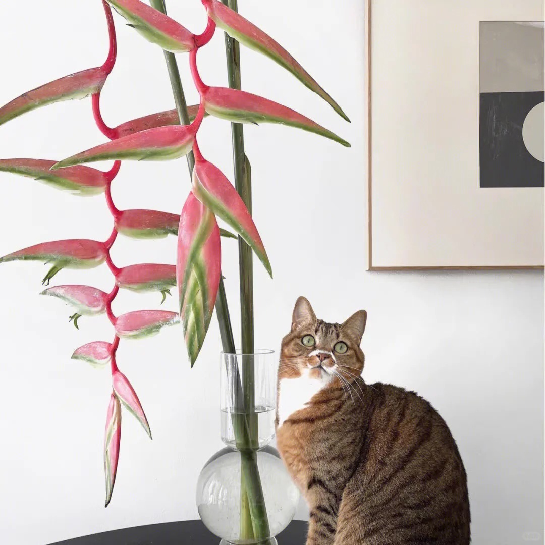 B&oacute;c trần sự thật về lo&agrave;i hoa "Hồng Hạc" đang rần rần c&otilde;i mạng: Đẹp mộng mị nhưng đỏng đảnh kh&oacute; chiều, lỡ mua rồi th&igrave; cắm sao cho sang?- Ảnh 6.