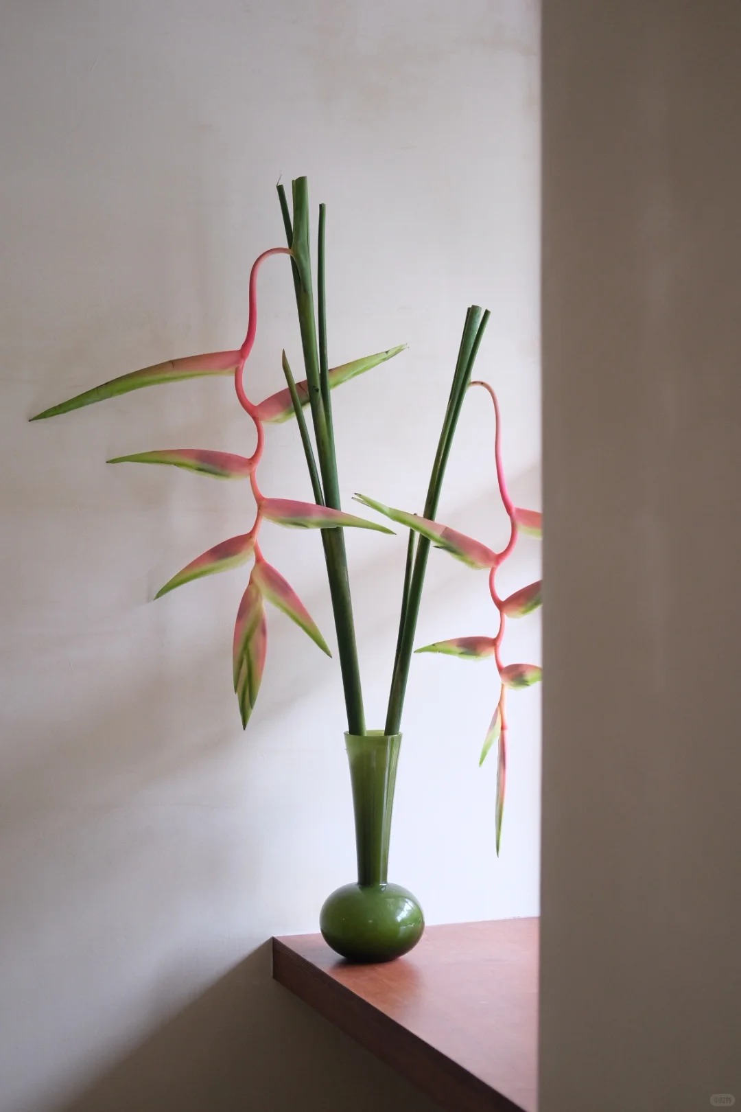 B&oacute;c trần sự thật về lo&agrave;i hoa "Hồng Hạc" đang rần rần c&otilde;i mạng: Đẹp mộng mị nhưng đỏng đảnh kh&oacute; chiều, lỡ mua rồi th&igrave; cắm sao cho sang?- Ảnh 22.