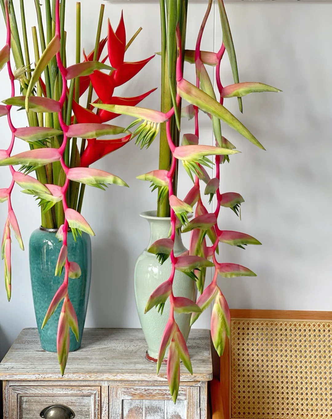 B&oacute;c trần sự thật về lo&agrave;i hoa "Hồng Hạc" đang rần rần c&otilde;i mạng: Đẹp mộng mị nhưng đỏng đảnh kh&oacute; chiều, lỡ mua rồi th&igrave; cắm sao cho sang?- Ảnh 23.