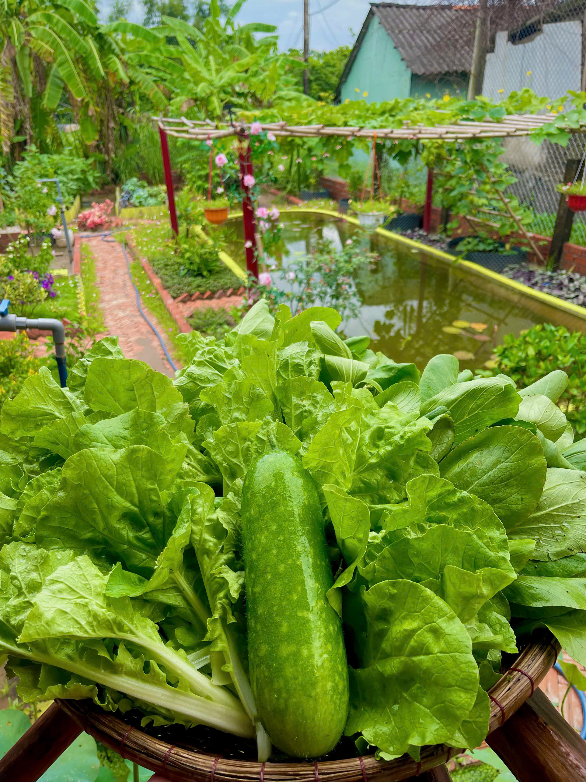 Ch&ecirc;nh v&ecirc;nh ở th&agrave;nh phố, ch&agrave;ng trai 9x Vĩnh Long về qu&ecirc; x&acirc;y "thi&ecirc;n đường hạ giới" với 100 triệu đồng: Trồng rau, nu&ocirc;i c&aacute; v&agrave; 1001 thứ hoa thơm...- Ảnh 13.