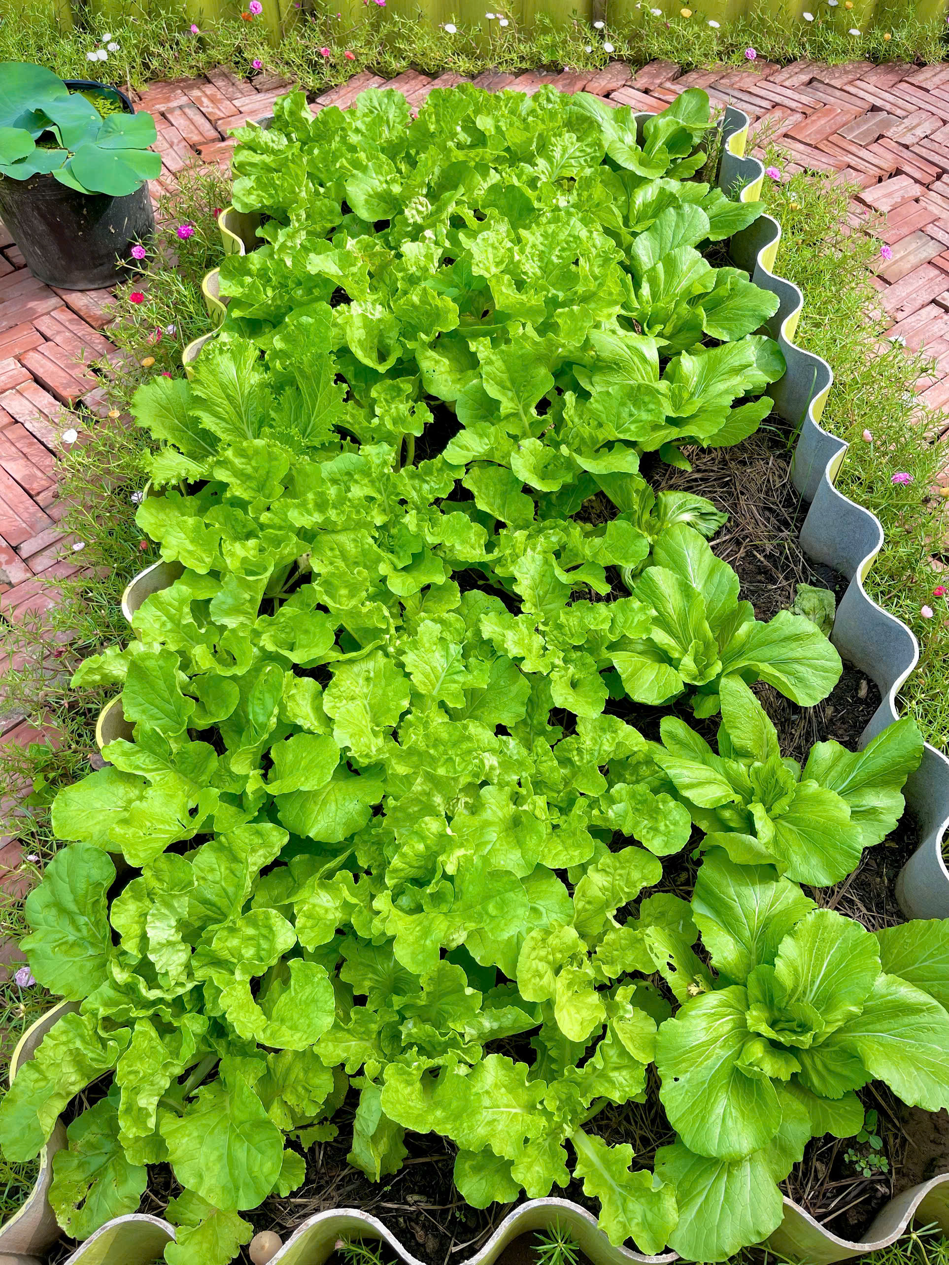 Ch&ecirc;nh v&ecirc;nh ở th&agrave;nh phố, ch&agrave;ng trai 9x Vĩnh Long về qu&ecirc; x&acirc;y "thi&ecirc;n đường hạ giới" với 100 triệu đồng: Trồng rau, nu&ocirc;i c&aacute; v&agrave; 1001 thứ hoa thơm...- Ảnh 11.