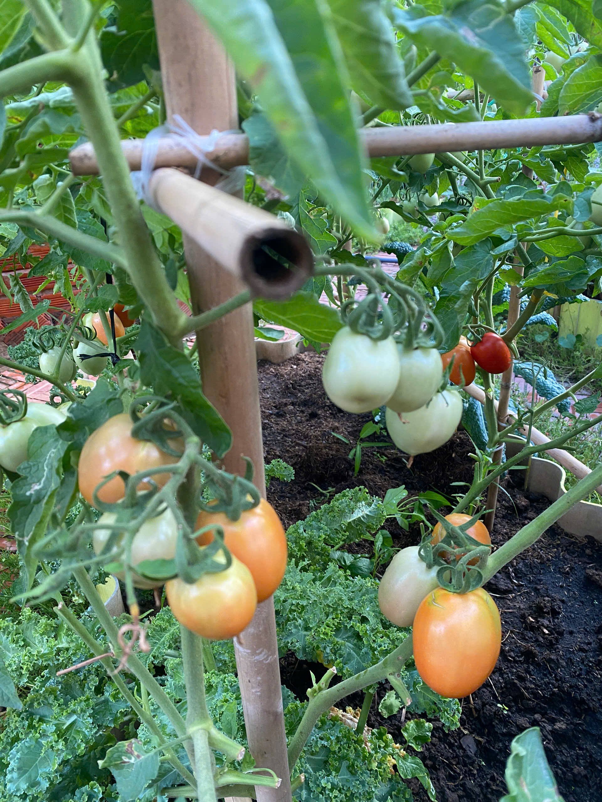 Ch&ecirc;nh v&ecirc;nh ở th&agrave;nh phố, ch&agrave;ng trai 9x Vĩnh Long về qu&ecirc; x&acirc;y "thi&ecirc;n đường hạ giới" với 100 triệu đồng: Trồng rau, nu&ocirc;i c&aacute; v&agrave; 1001 thứ hoa thơm...- Ảnh 14.