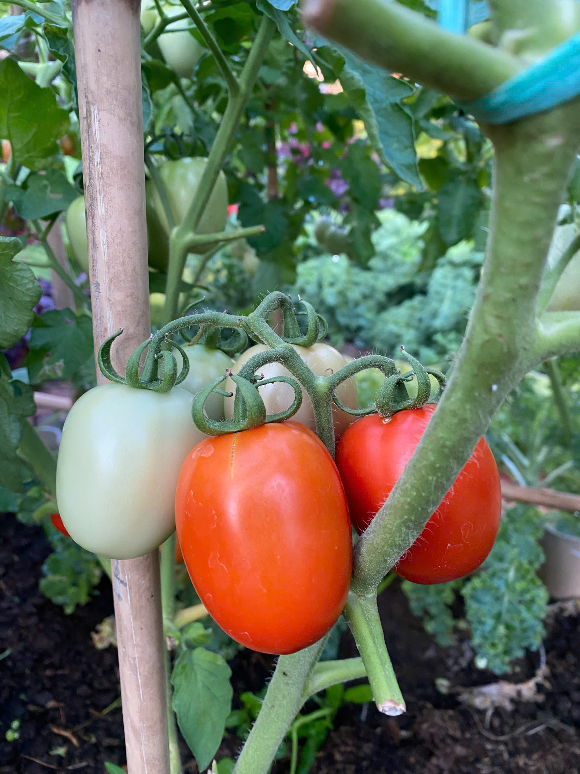 Ch&ecirc;nh v&ecirc;nh ở th&agrave;nh phố, ch&agrave;ng trai 9x Vĩnh Long về qu&ecirc; x&acirc;y "thi&ecirc;n đường hạ giới" với 100 triệu đồng: Trồng rau, nu&ocirc;i c&aacute; v&agrave; 1001 thứ hoa thơm...- Ảnh 16.