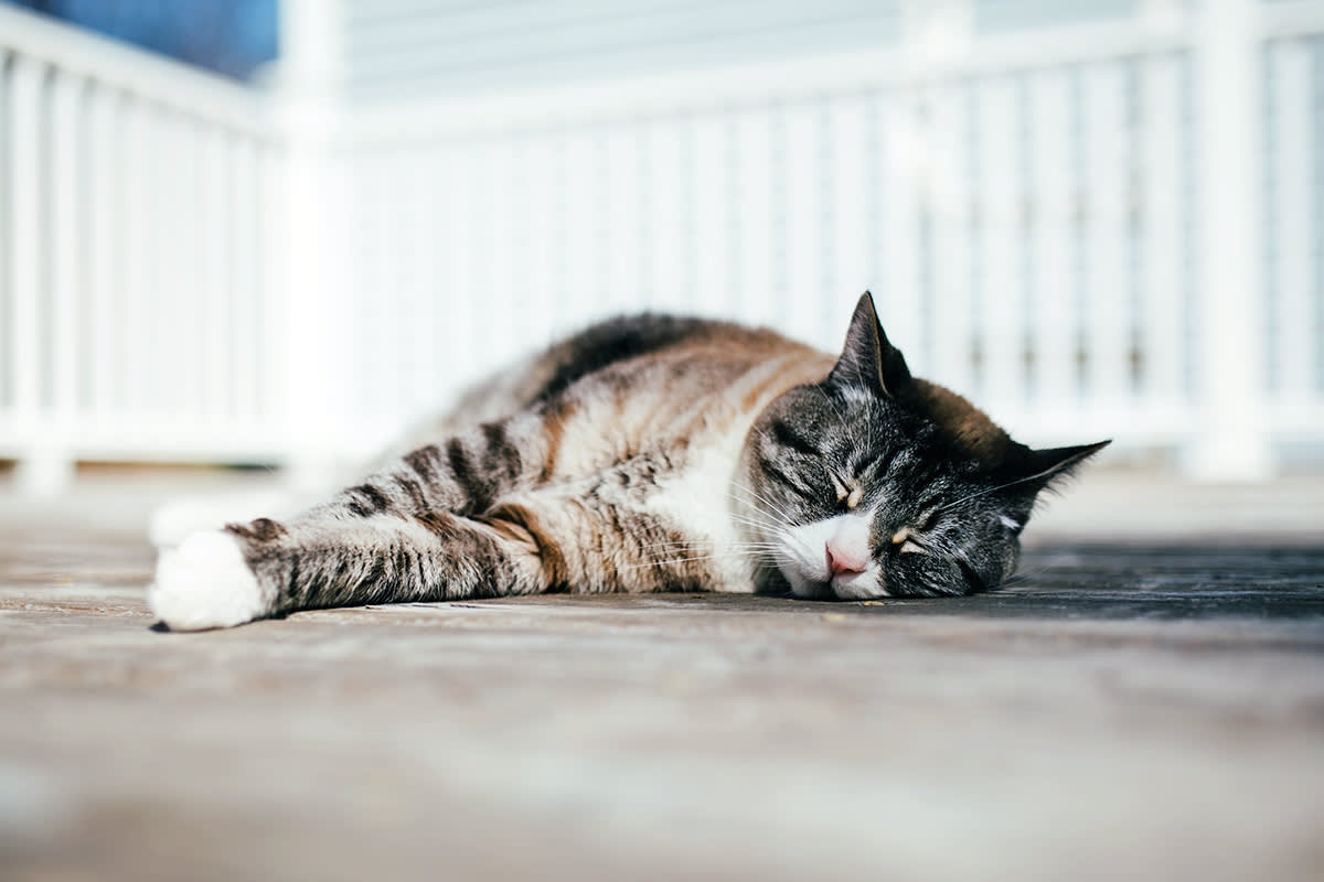 V&igrave; sao m&egrave;o nh&agrave; bạn thường ngủ nghi&ecirc;ng b&ecirc;n tr&aacute;i: B&iacute; mật khoa học th&uacute; vị ph&iacute;a sau th&oacute;i quen quen thuộc- Ảnh 3.