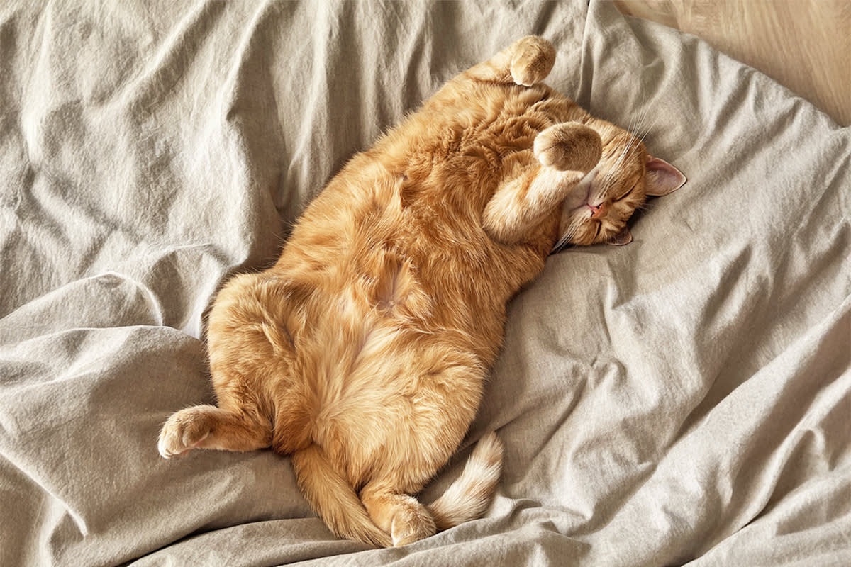 V&igrave; sao m&egrave;o nh&agrave; bạn thường ngủ nghi&ecirc;ng b&ecirc;n tr&aacute;i: B&iacute; mật khoa học th&uacute; vị ph&iacute;a sau th&oacute;i quen quen thuộc- Ảnh 2.