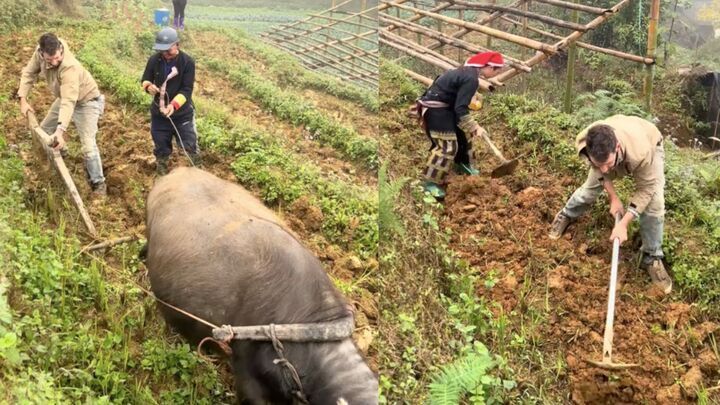 Clip kh&aacute;ch T&acirc;y 'xuy&ecirc;n kh&ocirc;ng đi c&agrave;y theo tr&acirc;u' ở L&agrave;o Cai khiến d&acirc;n mạng cười b&ograve;- Ảnh 1.