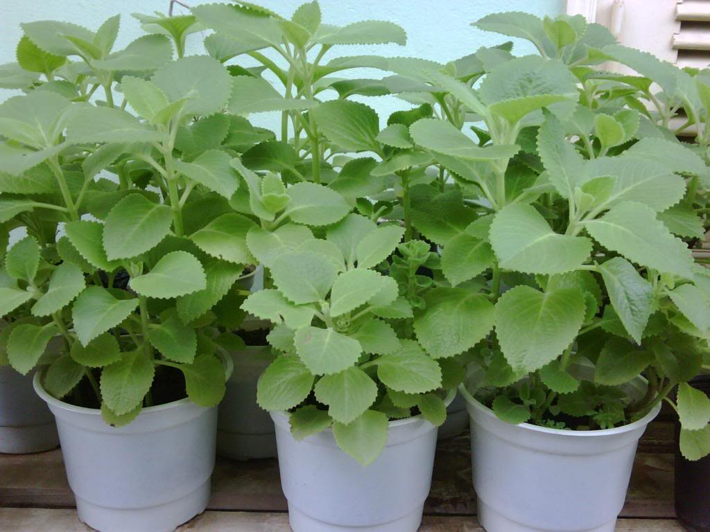 8 loại c&acirc;y muỗi rất "sợ"- Ảnh 3.