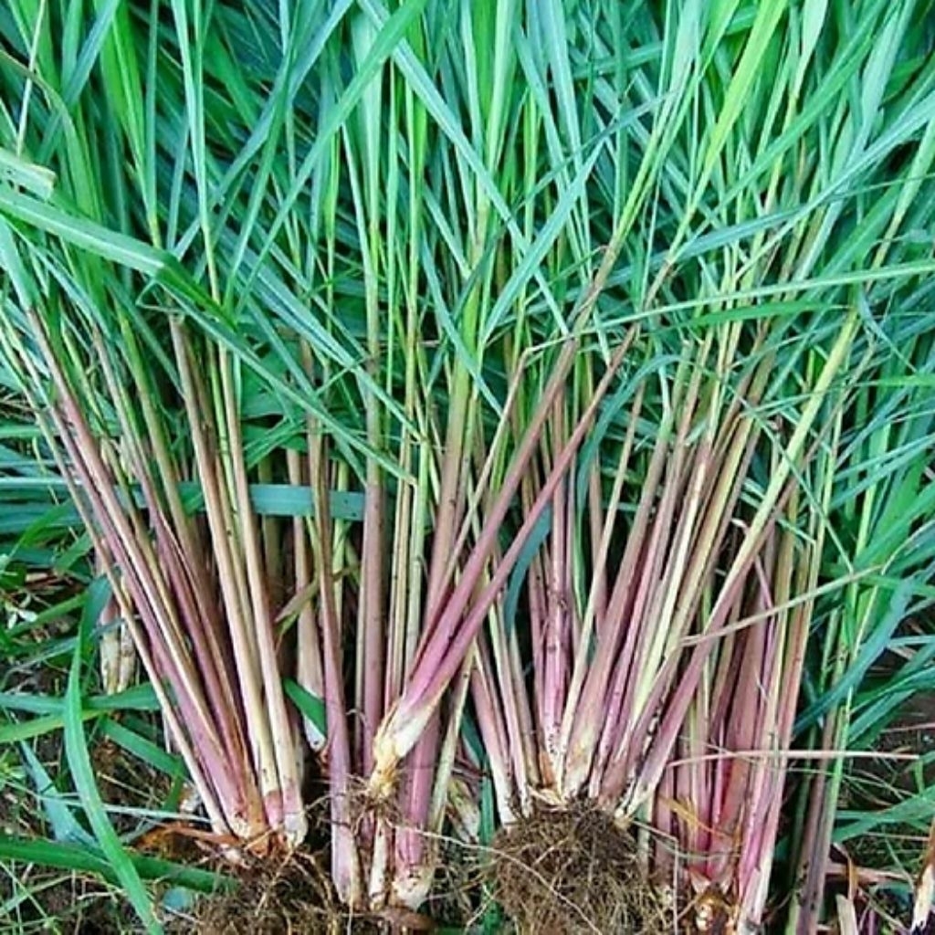 8 loại c&acirc;y muỗi rất "sợ"- Ảnh 1.