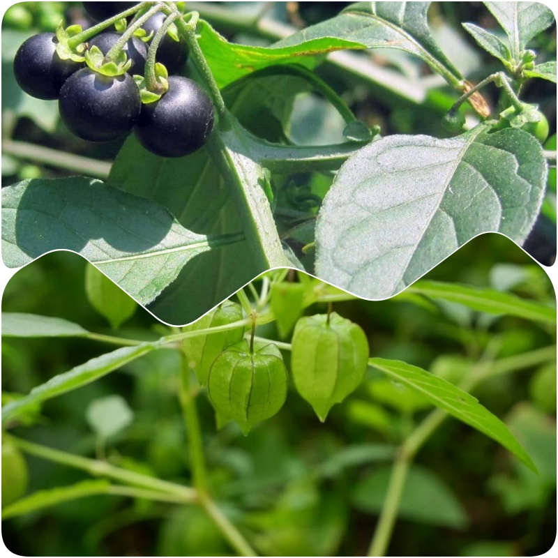 Loại rau mọc dại khắp bờ bụi, được v&iacute; l&agrave; &ldquo;vũ kh&iacute;&rdquo; chống ung thư, tiểu đường: Tiếc l&agrave; &iacute;t người biết để ăn- Ảnh 4.