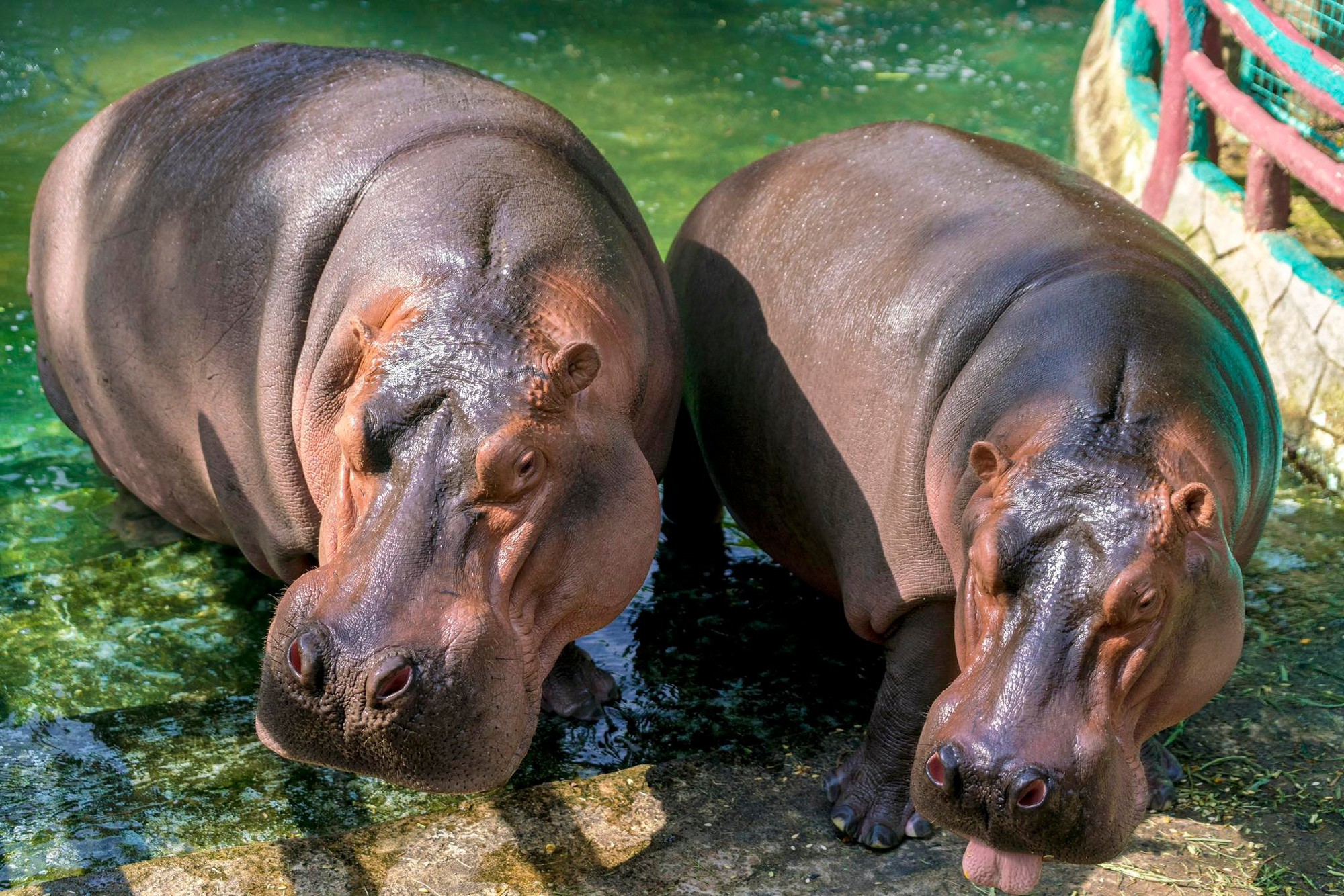 Khu du lịch Đại Nam của vợ chồng b&agrave; Nguyễn Phương Hằng từng g&acirc;y ch&uacute; &yacute; với c&ocirc;ng tr&igrave;nh quy tụ 800 c&aacute; thể qu&yacute; hiếm với m&ocirc; h&igrave;nh 
