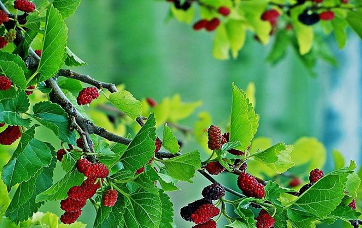 Đừng chỉ ăn quả, l&aacute; c&acirc;y n&agrave;y qu&yacute; như "nh&acirc;n s&acirc;m của người ngh&egrave;o", đang v&agrave;o m&ugrave;a đi chợ l&agrave; thấy- Ảnh 1.