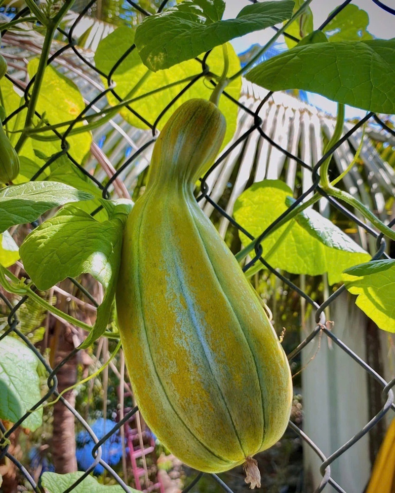 Ngỡ ng&agrave;ng nam c&ocirc;ng nh&acirc;n biến khoảng s&acirc;n trọ 3m2 th&agrave;nh vườn rau quả "l&uacute;c lỉu"- Ảnh 6.