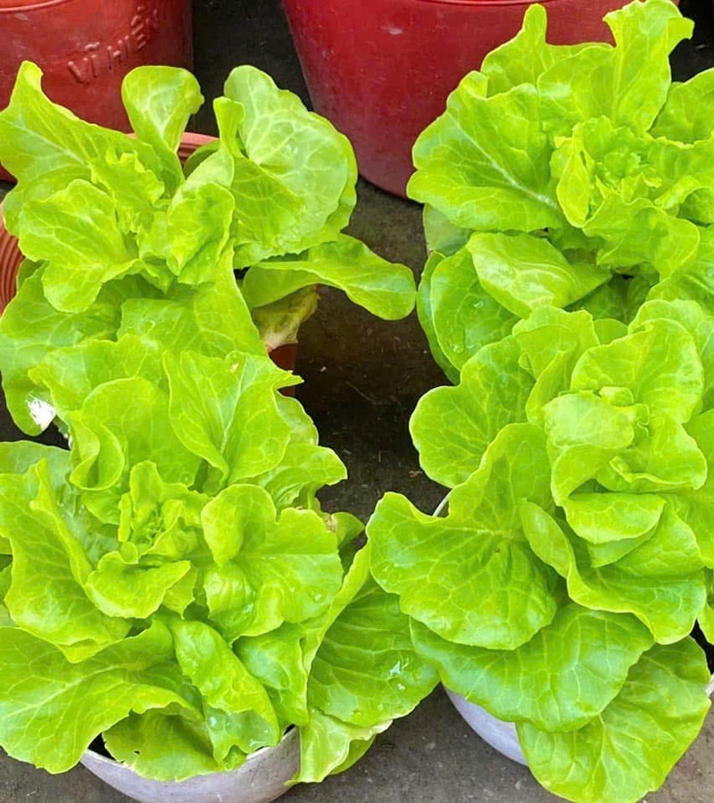 Ngỡ ng&agrave;ng nam c&ocirc;ng nh&acirc;n biến khoảng s&acirc;n trọ 3m2 th&agrave;nh vườn rau quả "l&uacute;c lỉu"- Ảnh 7.