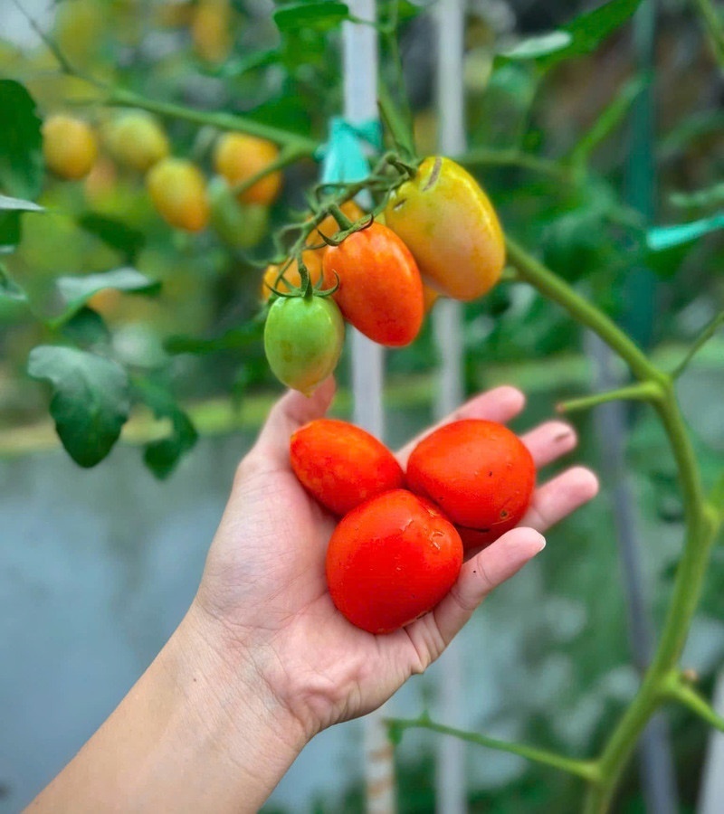 Ngỡ ng&agrave;ng nam c&ocirc;ng nh&acirc;n biến khoảng s&acirc;n trọ 3m2 th&agrave;nh vườn rau quả "l&uacute;c lỉu"- Ảnh 8.