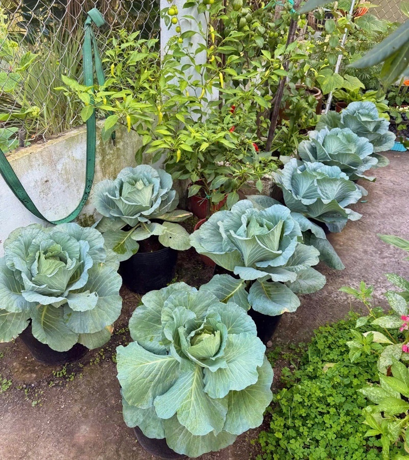 Ngỡ ng&agrave;ng nam c&ocirc;ng nh&acirc;n biến khoảng s&acirc;n trọ 3m2 th&agrave;nh vườn rau quả "l&uacute;c lỉu"- Ảnh 3.