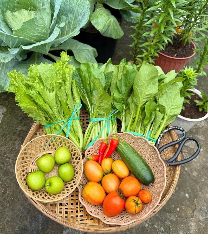 Ngỡ ng&agrave;ng nam c&ocirc;ng nh&acirc;n biến khoảng s&acirc;n trọ 3m2 th&agrave;nh vườn rau quả "l&uacute;c lỉu"- Ảnh 4.