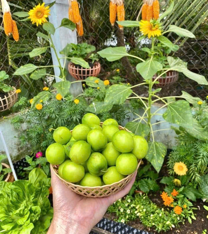 Ngỡ ng&agrave;ng nam c&ocirc;ng nh&acirc;n biến khoảng s&acirc;n trọ 3m2 th&agrave;nh vườn rau quả "l&uacute;c lỉu"- Ảnh 9.