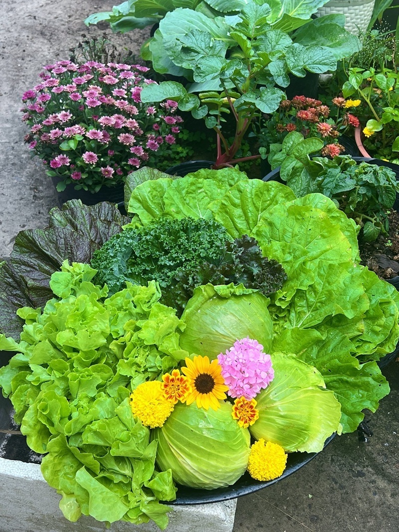 Ngỡ ng&agrave;ng nam c&ocirc;ng nh&acirc;n biến khoảng s&acirc;n trọ 3m2 th&agrave;nh vườn rau quả "l&uacute;c lỉu"- Ảnh 10.