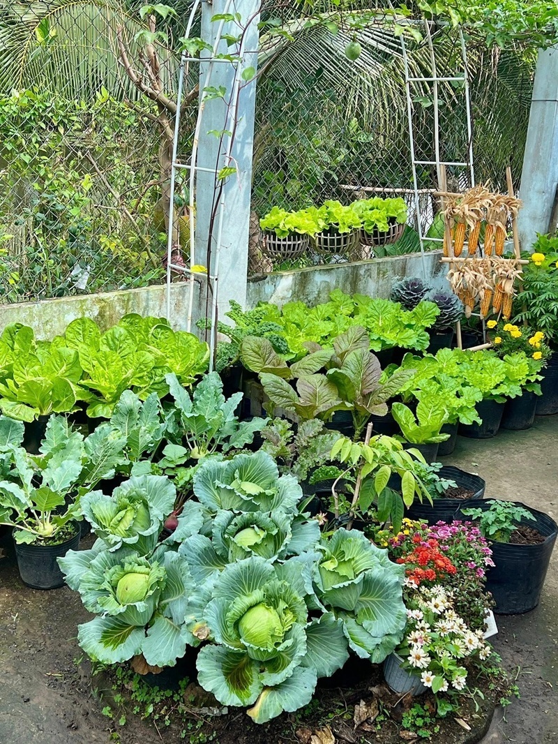 Ngỡ ng&agrave;ng nam c&ocirc;ng nh&acirc;n biến khoảng s&acirc;n trọ 3m2 th&agrave;nh vườn rau quả "l&uacute;c lỉu"- Ảnh 1.