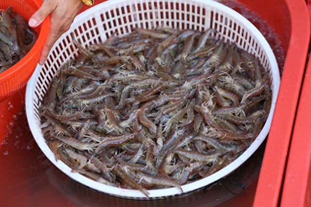 Khi mua t&ocirc;m, h&atilde;y cố gắng tr&aacute;nh 4 loại n&agrave;y để kh&ocirc;ng mua phải "t&ocirc;m đ&atilde; qua xử l&yacute; hormone"- Ảnh 1.