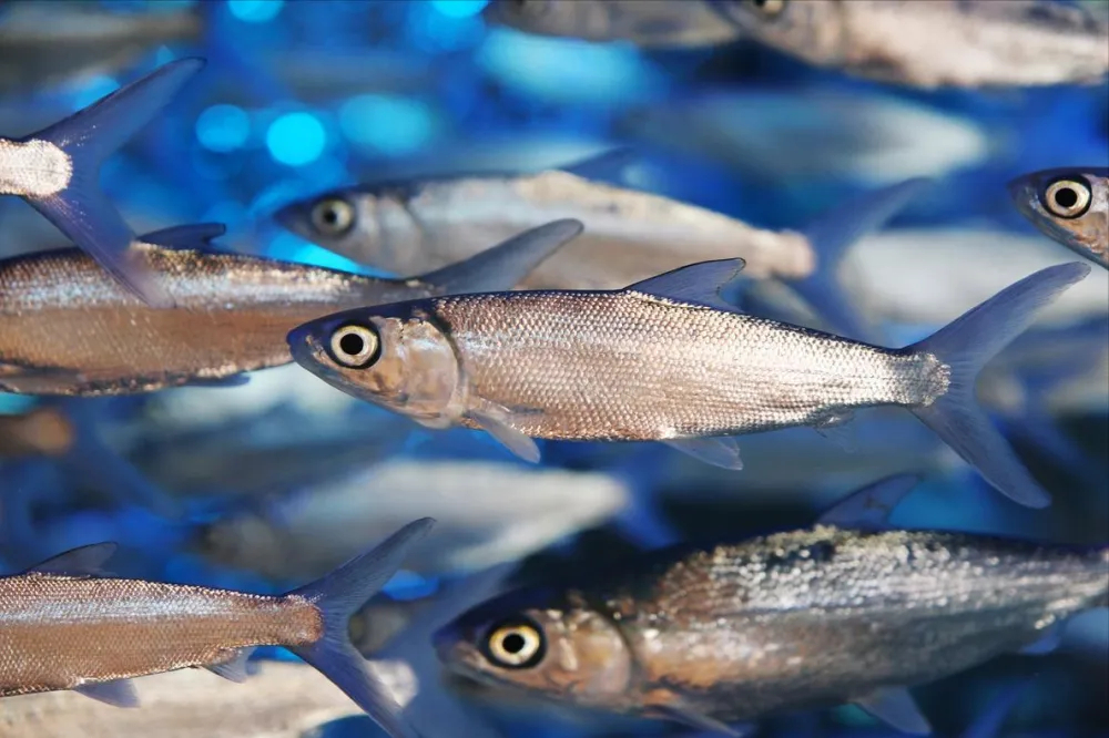 5 loại c&aacute; tưởng rẻ m&agrave; tiềm ẩn formaldehyde v&agrave; kim loại nặng, ăn nhiều c&oacute; thể hại gan thận- Ảnh 3.