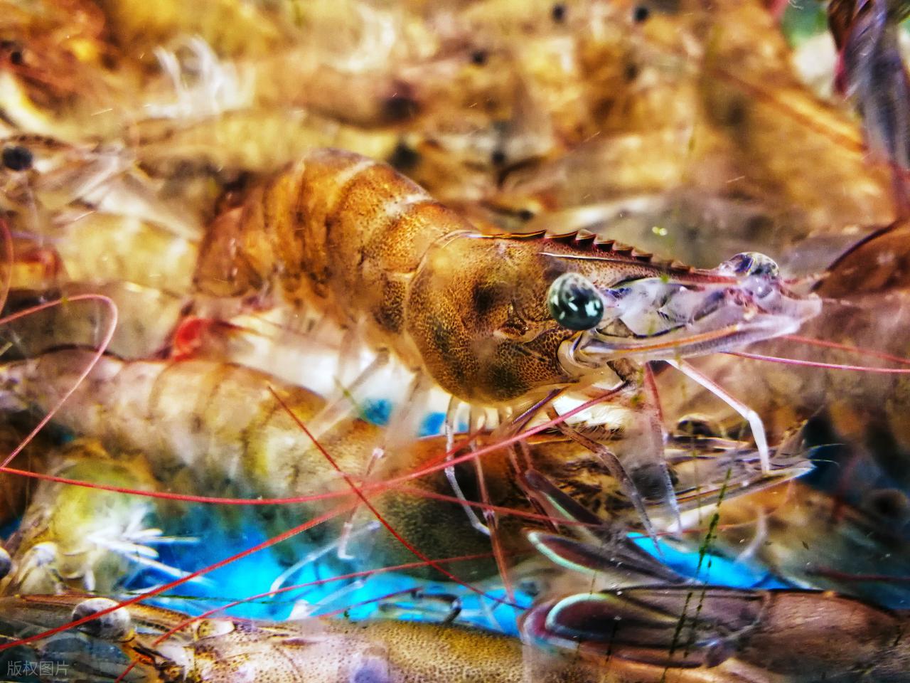 Khi mua t&ocirc;m, h&atilde;y cố gắng tr&aacute;nh 4 loại n&agrave;y để kh&ocirc;ng mua phải "t&ocirc;m đ&atilde; qua xử l&yacute; hormone"- Ảnh 6.