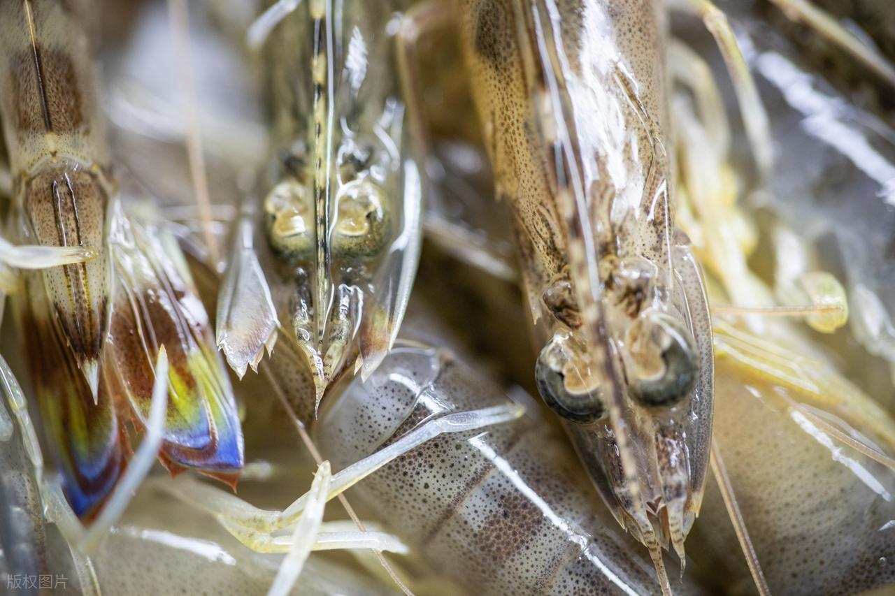 Khi mua t&ocirc;m, h&atilde;y cố gắng tr&aacute;nh 4 loại n&agrave;y để kh&ocirc;ng mua phải "t&ocirc;m đ&atilde; qua xử l&yacute; hormone"- Ảnh 3.