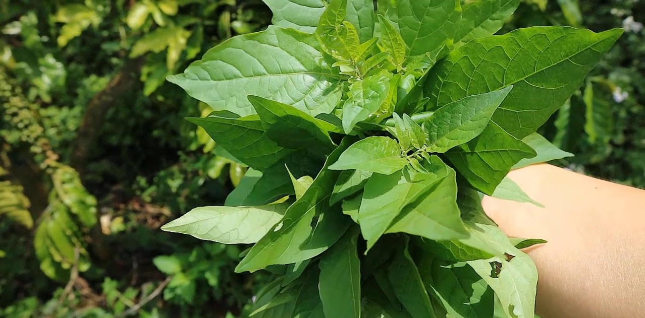 Loại rau mọc dại khắp bờ bụi, được v&iacute; l&agrave; &ldquo;vũ kh&iacute;&rdquo; chống ung thư, tiểu đường: Tiếc l&agrave; &iacute;t người biết để ăn- Ảnh 1.