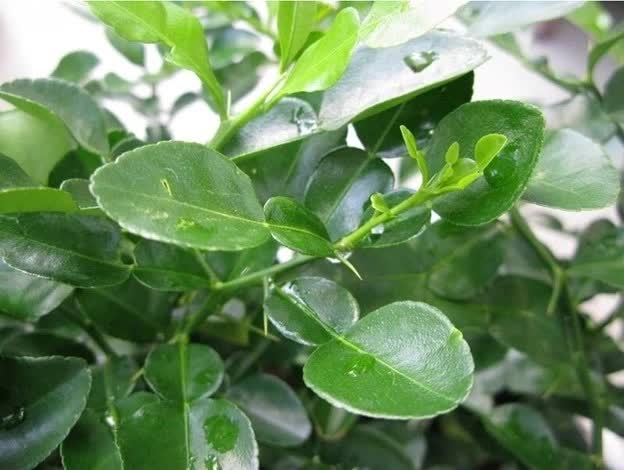 Người Việt c&oacute; 1 loại l&aacute; chống rụng t&oacute;c, k&iacute;ch th&iacute;ch mọc t&oacute;c con hiệu quả, "đ&aacute;nh bại" nhiều bệnh tật thế nhưng đang bị bỏ ph&iacute;- Ảnh 2.