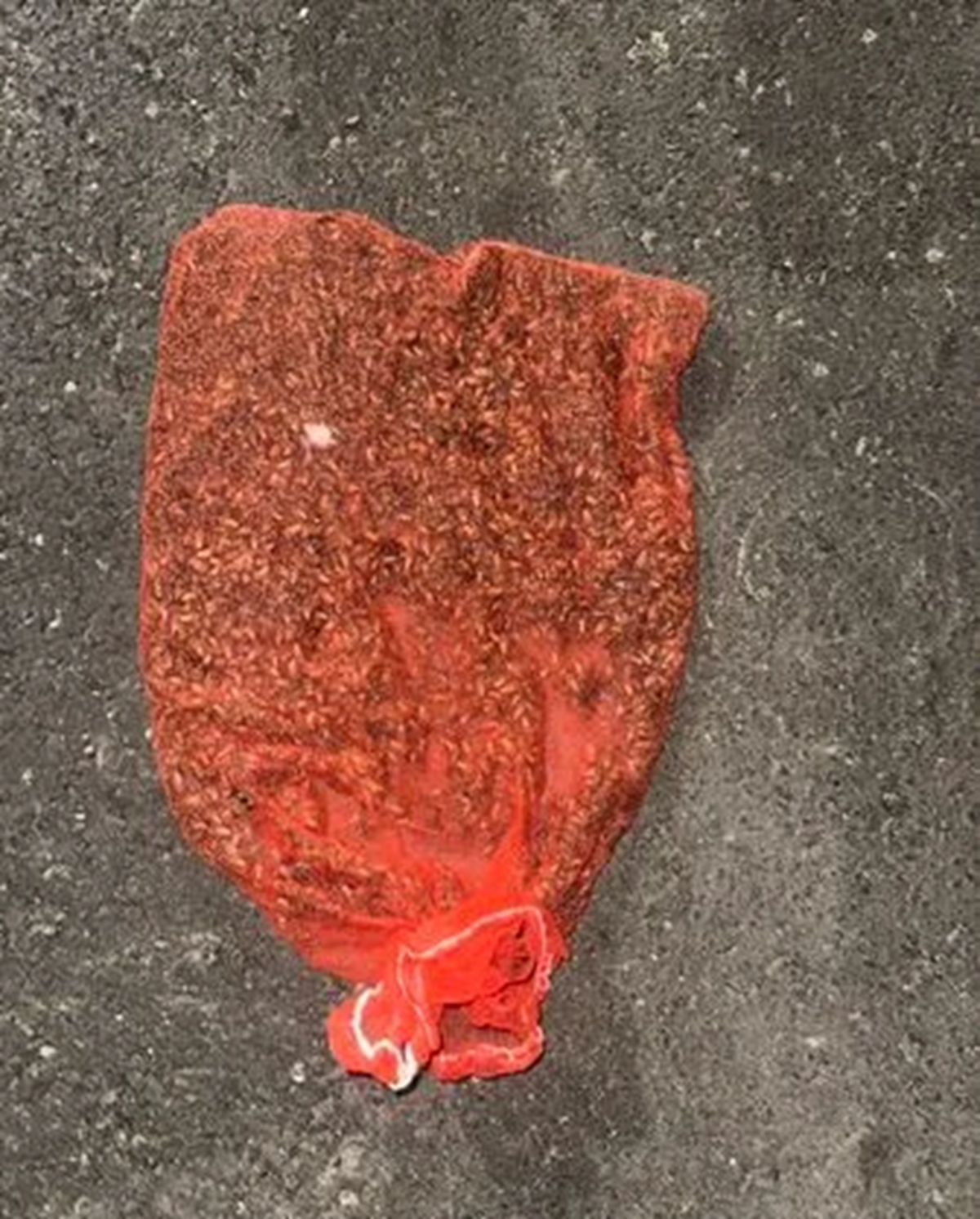 Treo mũ bảo hiểm qua đ&ecirc;m, người phụ nữ sốc nặng khi thấy cảnh tượng "nổi da g&agrave;"- Ảnh 2.