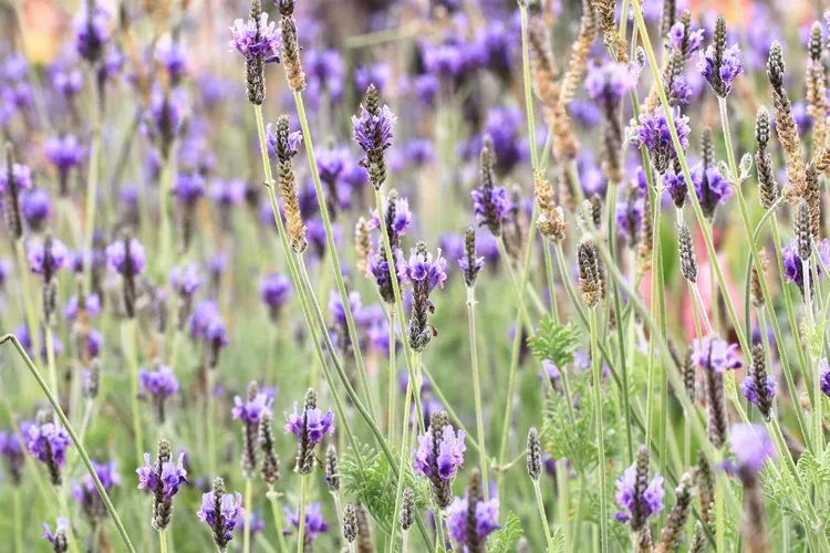 8 loại c&acirc;y muỗi rất "sợ"- Ảnh 2.