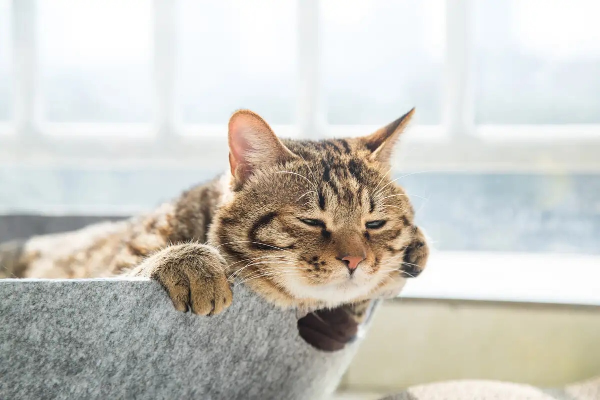 V&igrave; sao m&egrave;o nh&agrave; bạn thường ngủ nghi&ecirc;ng b&ecirc;n tr&aacute;i: B&iacute; mật khoa học th&uacute; vị ph&iacute;a sau th&oacute;i quen quen thuộc- Ảnh 1.