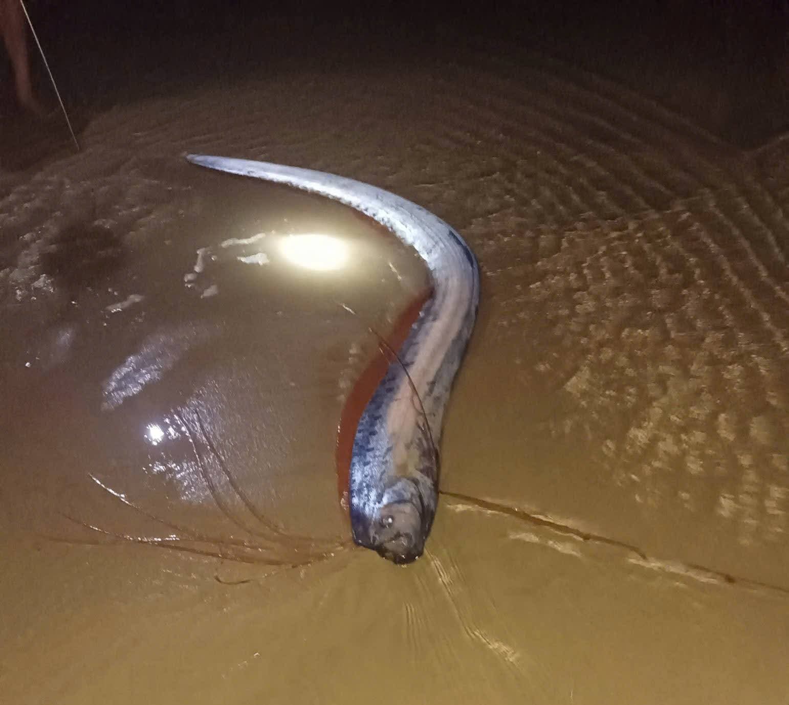 Hiện tượng hiếm: 4 con c&aacute; m&aacute;i ch&egrave;o dạt v&agrave;o bờ biển tỉnh L&acirc;m Đồng trong v&agrave;i ng&agrave;y- Ảnh 1.