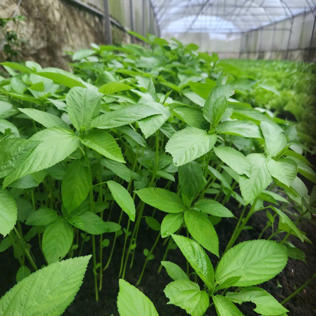 Việt Nam có loại rau người Nhật ví là "nhân sâm xanh": Giảm mỡ máu, bổ tim nhưng nhiều người chê không ăn- Ảnh 2. Việt Nam có loại rau người Nhật ví là "nhân sâm xanh": Giảm mỡ máu, bổ tim nhưng nhiều người chê không ăn- Ảnh 2.