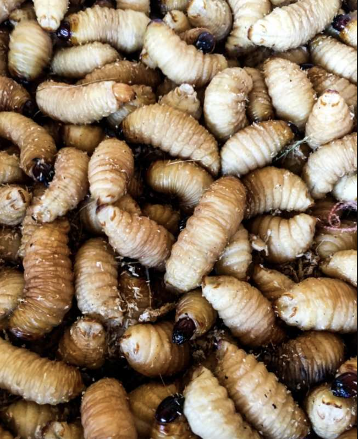 B&aacute;o ch&iacute; quốc tế n&oacute;i về m&oacute;n ăn "ngọ nguậy" của Việt Nam- Ảnh 1.