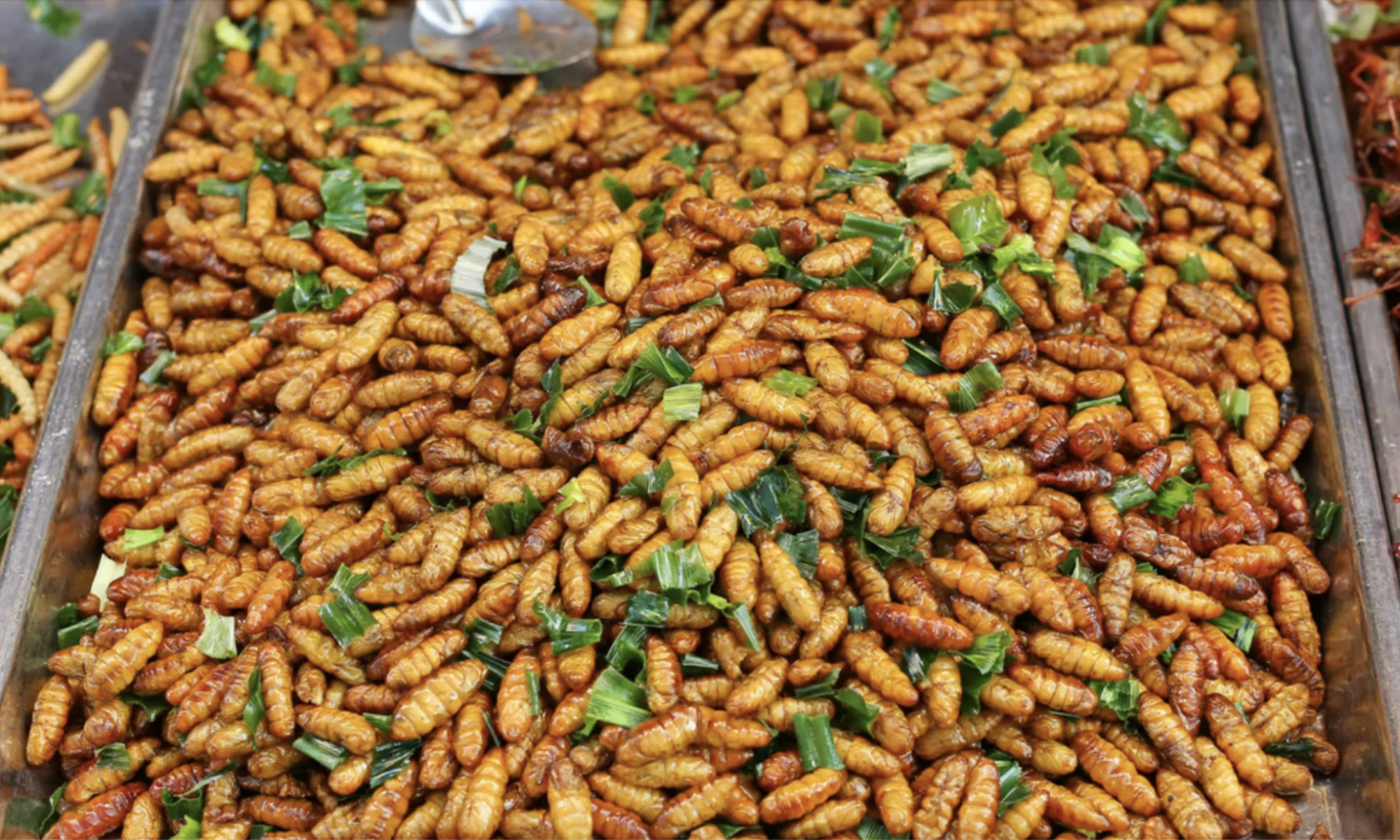 B&aacute;o ch&iacute; quốc tế n&oacute;i về m&oacute;n ăn "ngọ nguậy" của Việt Nam- Ảnh 2.