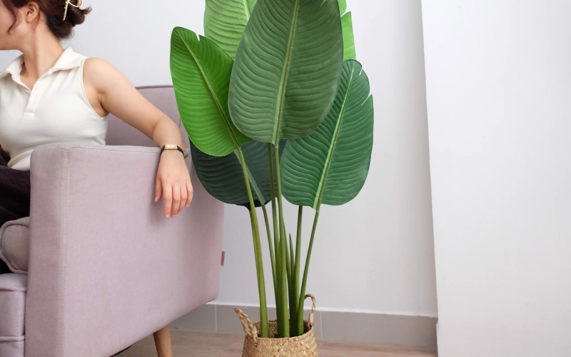 3 c&acirc;y dụ rắn v&agrave;o nh&agrave;, 2 c&acirc;y rắn sợ khiếp v&iacute;a- Ảnh 2.