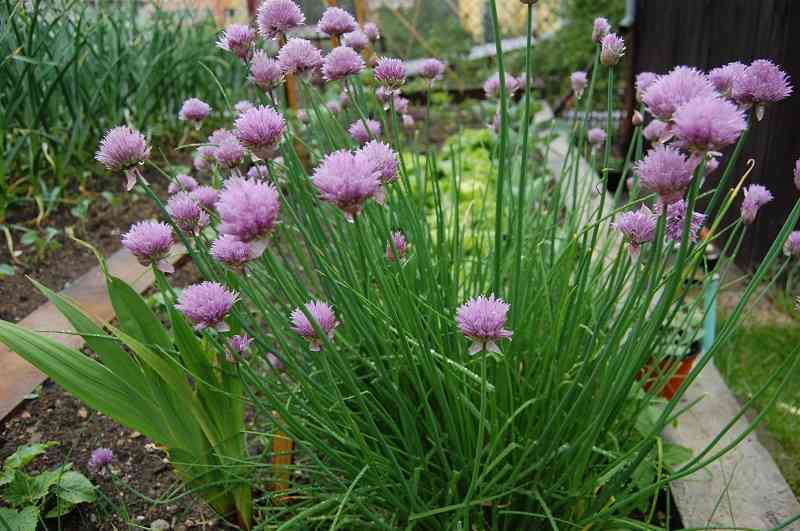 3 c&acirc;y dụ rắn v&agrave;o nh&agrave;, 2 c&acirc;y rắn sợ khiếp v&iacute;a- Ảnh 6.