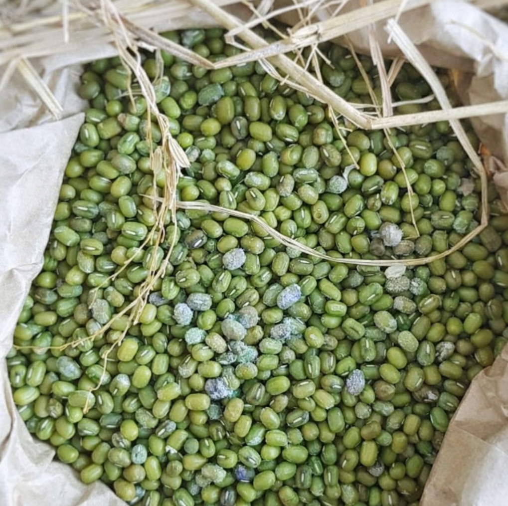 Đậu xanh lại một lần nữa g&acirc;y ch&uacute; &yacute;! Chuy&ecirc;n gia độc chất gửi 4 lời CẢNH B&Aacute;O khi ăn- Ảnh 1.