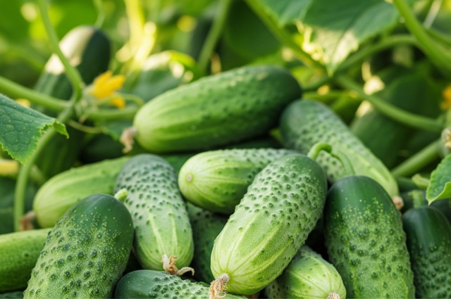 Dưa chuột b&aacute;n đầy chợ nhưng kh&ocirc;ng phải ai ăn cũng đ&uacute;ng: Người mắc tiểu đường nhất định phải nhớ 5 điều n&agrave;y!- Ảnh 4.