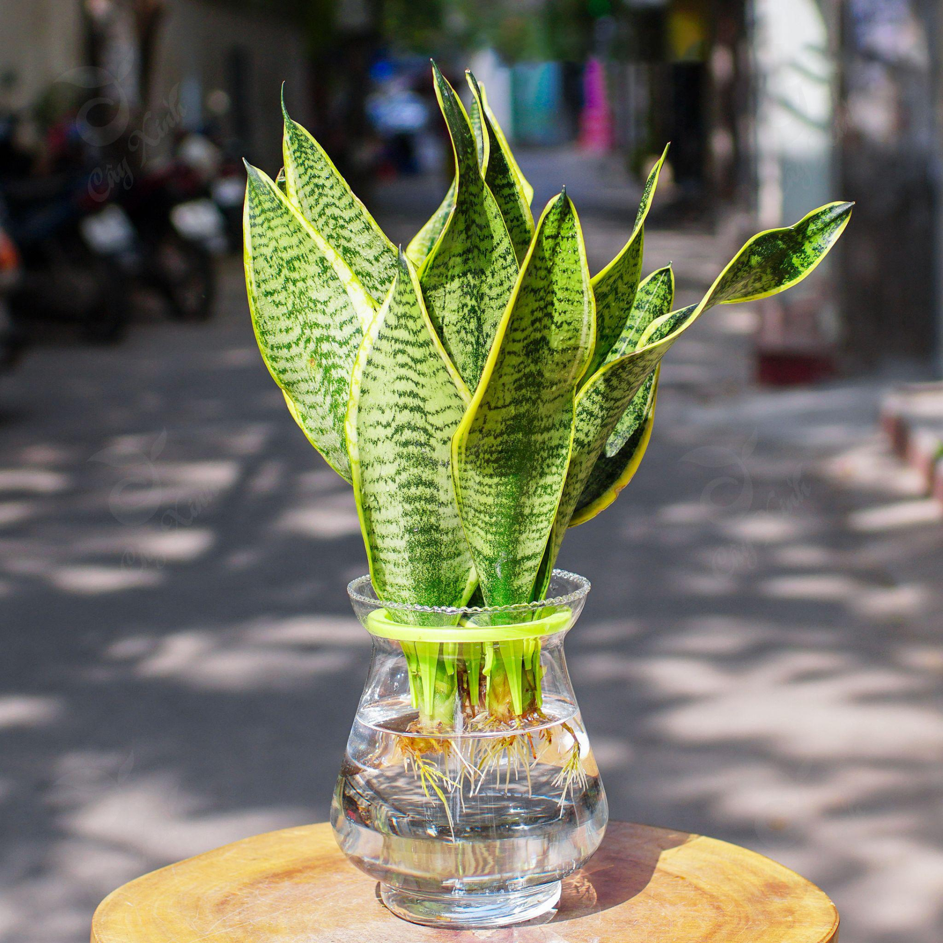 4 c&acirc;y được mệnh danh l&agrave; &ldquo;vua sống s&oacute;t&rdquo;, nắng mưa thất thường vẫn chẳng hề hấn, trồng l&agrave; xanh tốt quanh năm- Ảnh 1.