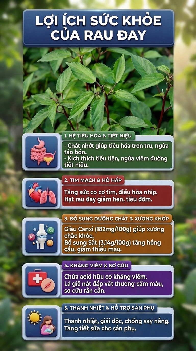 Việt Nam có loại rau người Nhật ví là "nhân sâm xanh": Giảm mỡ máu, bổ tim nhưng nhiều người chê không ăn- Ảnh 1. Việt Nam có loại rau người Nhật ví là "nhân sâm xanh": Giảm mỡ máu, bổ tim nhưng nhiều người chê không ăn- Ảnh 1.