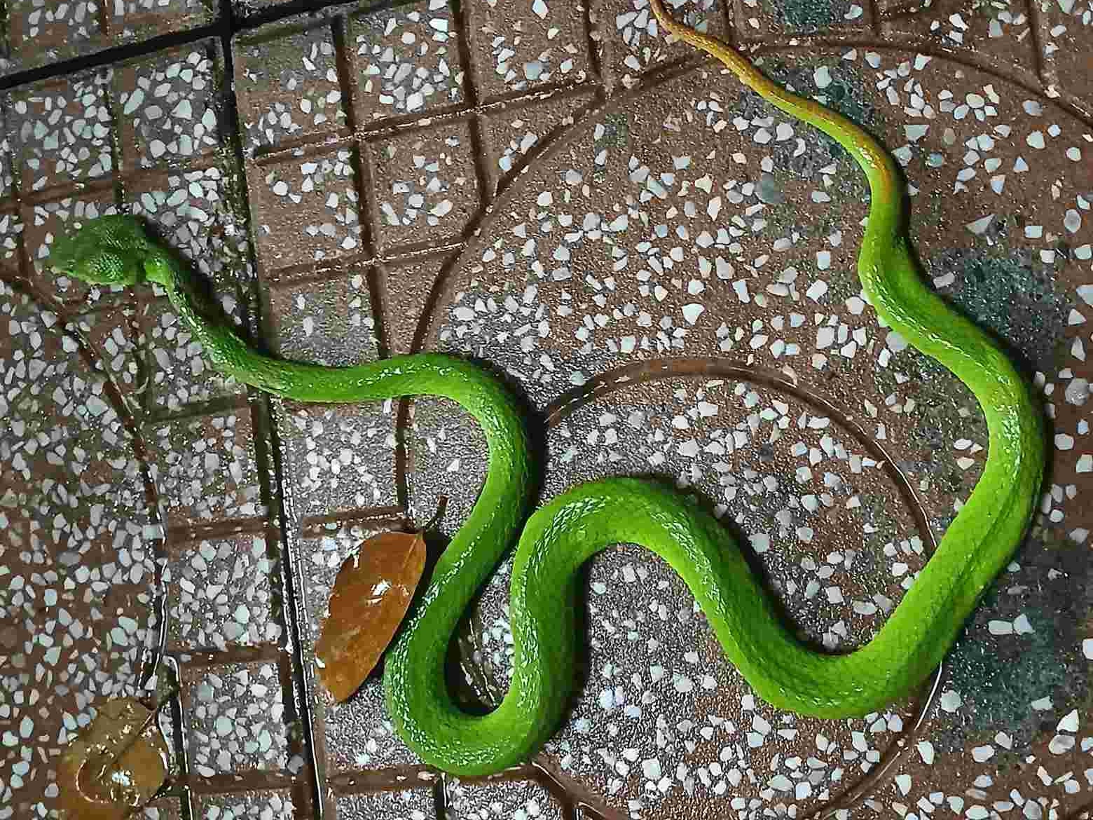 3 c&acirc;y dụ rắn v&agrave;o nh&agrave;, 2 c&acirc;y rắn sợ khiếp v&iacute;a- Ảnh 1.