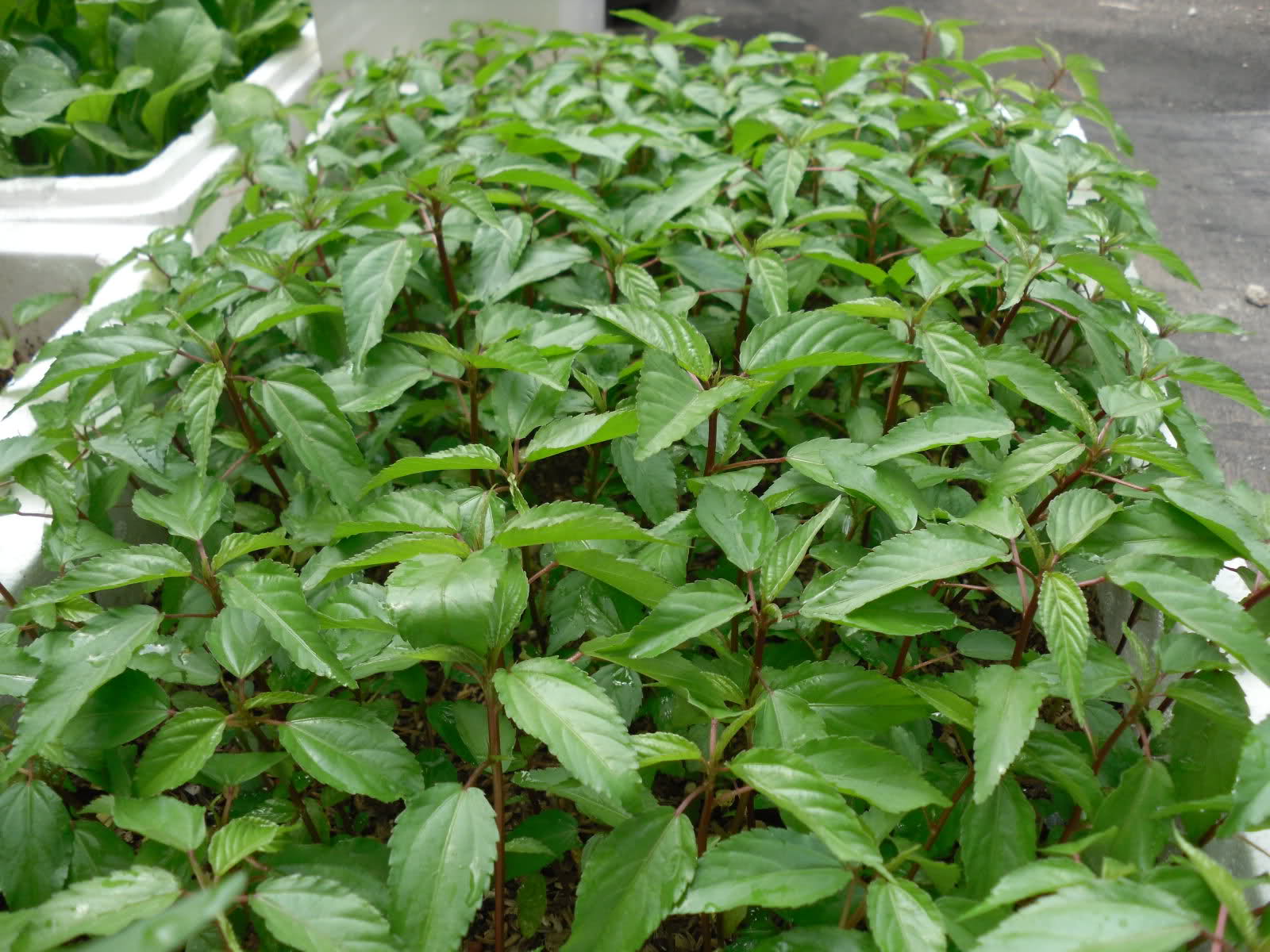 Việt Nam có loại rau người Nhật ví là "nhân sâm xanh": Giảm mỡ máu, bổ tim nhưng nhiều người chê không ăn- Ảnh 3. Việt Nam có loại rau người Nhật ví là "nhân sâm xanh": Giảm mỡ máu, bổ tim nhưng nhiều người chê không ăn- Ảnh 3.