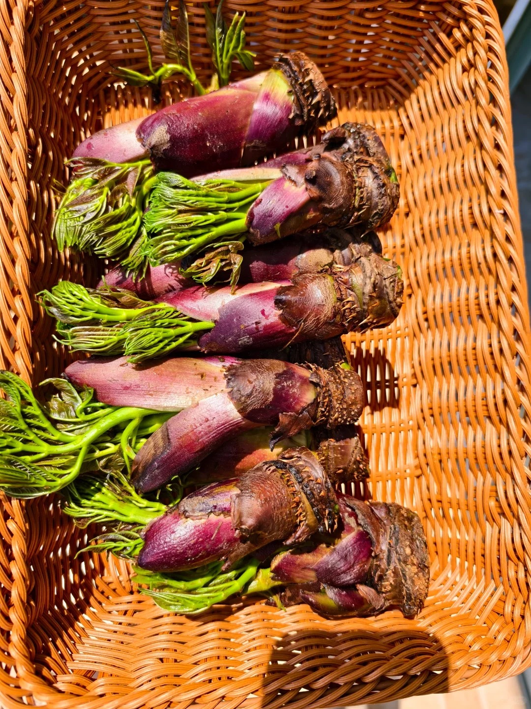 Thứ rau đặc sản lạ l&ugrave;ng ở chợ phi&ecirc;n Y T&yacute;: Ngoại h&igrave;nh "từ chối hiểu" nhưng x&agrave;o tỏi lại si&ecirc;u ngon, lỡ dịp l&agrave; m&ograve;n mỏi đợi sang năm- Ảnh 10.