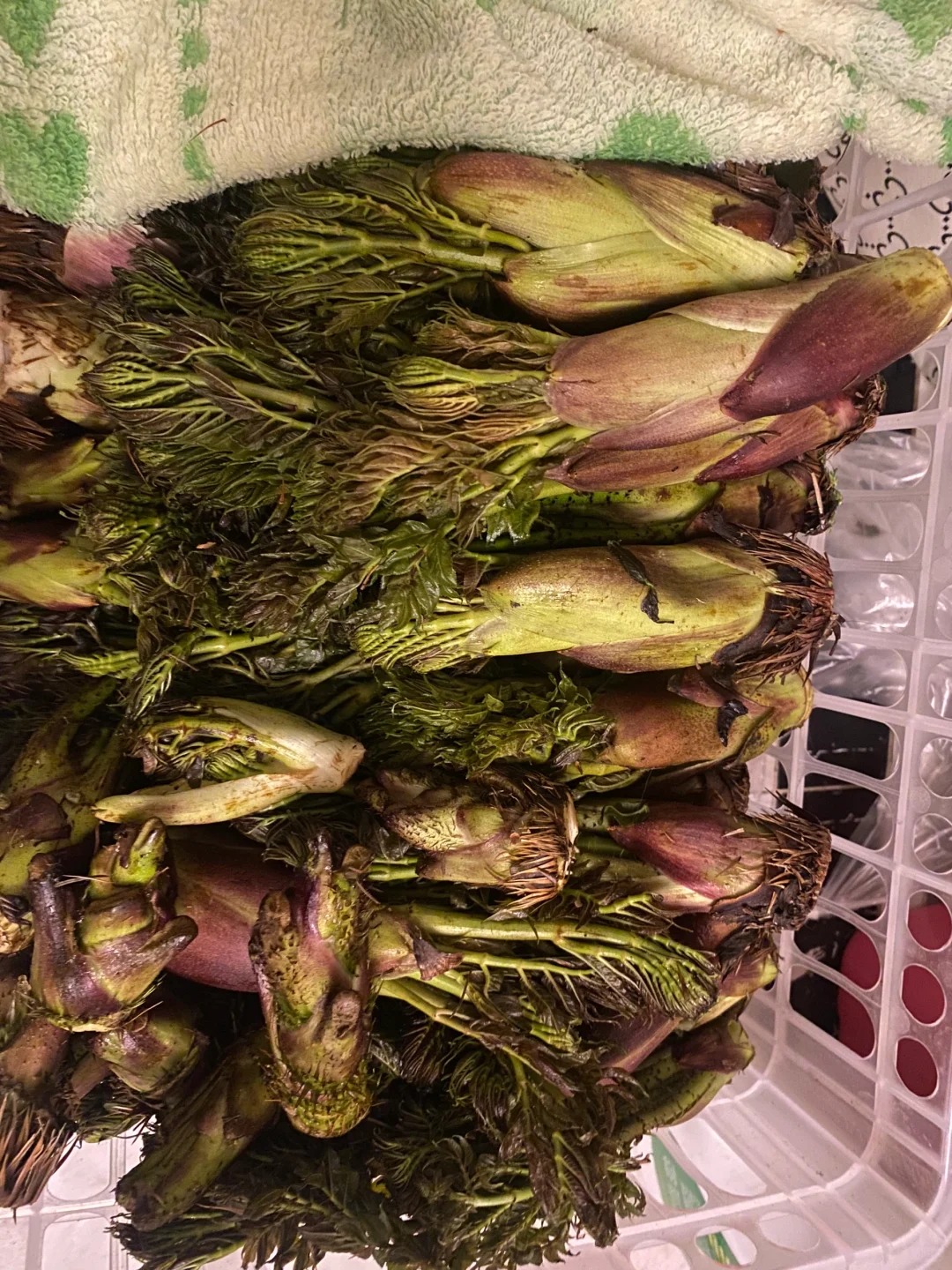 Thứ rau đặc sản lạ l&ugrave;ng ở chợ phi&ecirc;n Y T&yacute;: Ngoại h&igrave;nh "từ chối hiểu" nhưng x&agrave;o tỏi lại si&ecirc;u ngon, lỡ dịp l&agrave; m&ograve;n mỏi đợi sang năm- Ảnh 11.