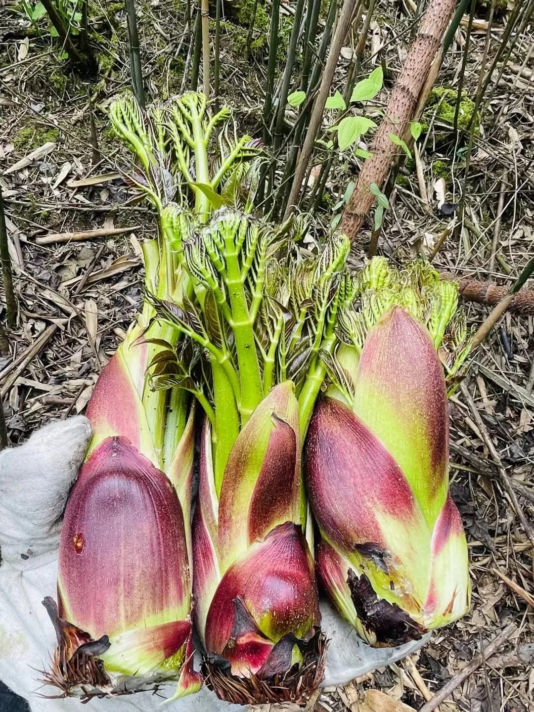 Thứ rau đặc sản lạ l&ugrave;ng ở chợ phi&ecirc;n Y T&yacute;: Ngoại h&igrave;nh "từ chối hiểu" nhưng x&agrave;o tỏi lại si&ecirc;u ngon, lỡ dịp l&agrave; m&ograve;n mỏi đợi sang năm- Ảnh 13.